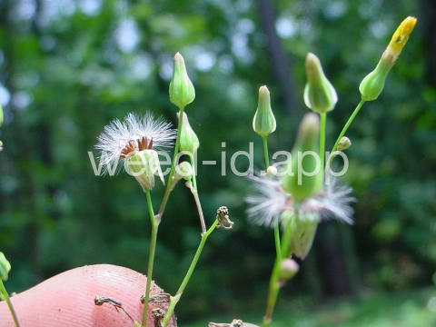 hawksbeard, Asiatic
